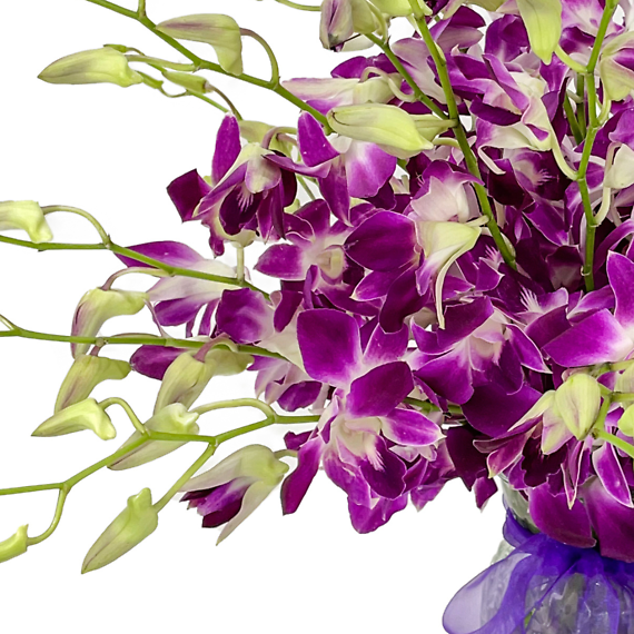 Orchid Mystery