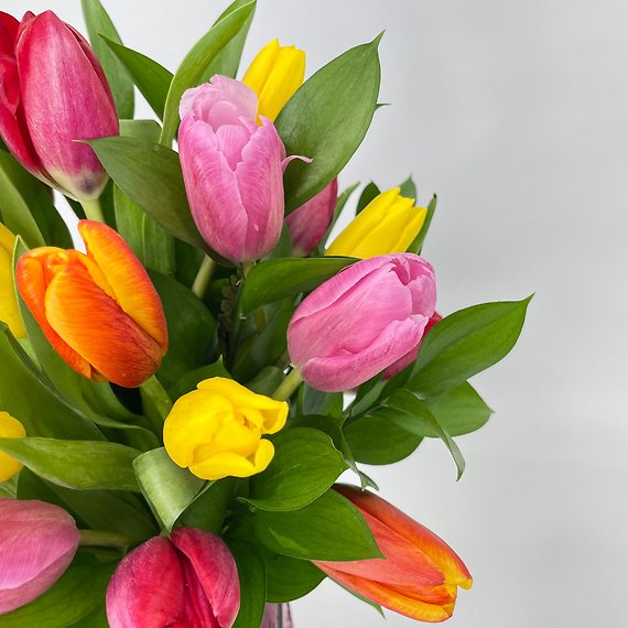 Tulip Garden
