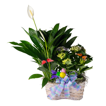 Hydrangea & Peace Lily Planter