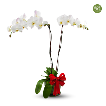 Holiday Orchid Plant Double Stem White