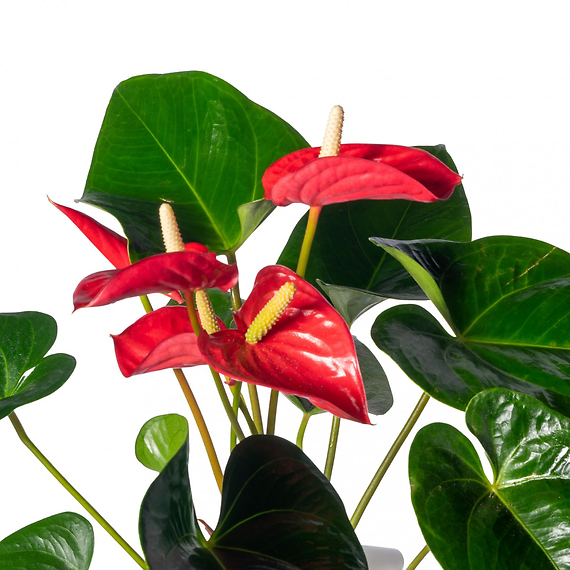 Anthurium Plant 6\"