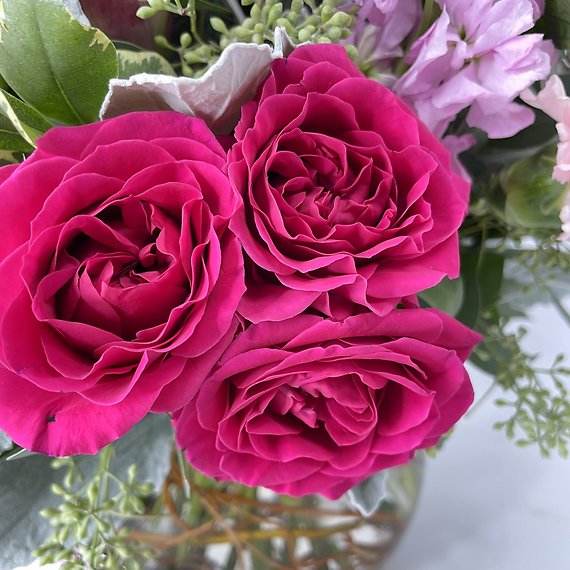 Pink Beauty