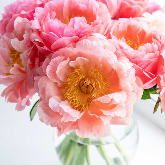 Summer Sorbet