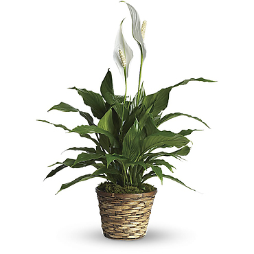 Peace Lily 8\"