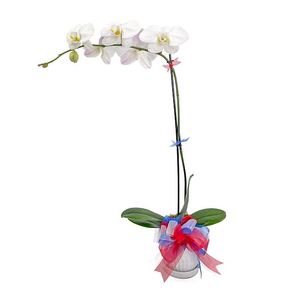 Patriotic Orchid Plant White
