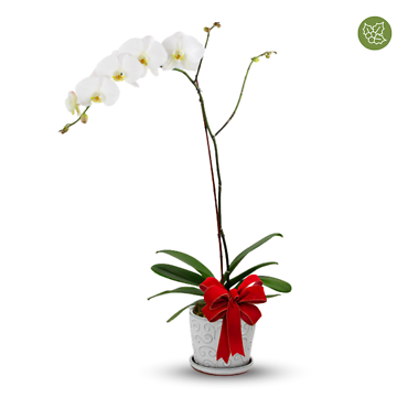 Holiday Orchid Plant White
