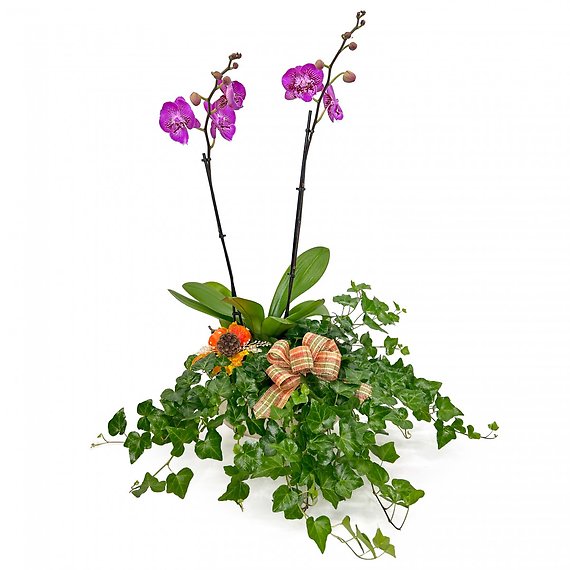 Fall Orchid & Ivy