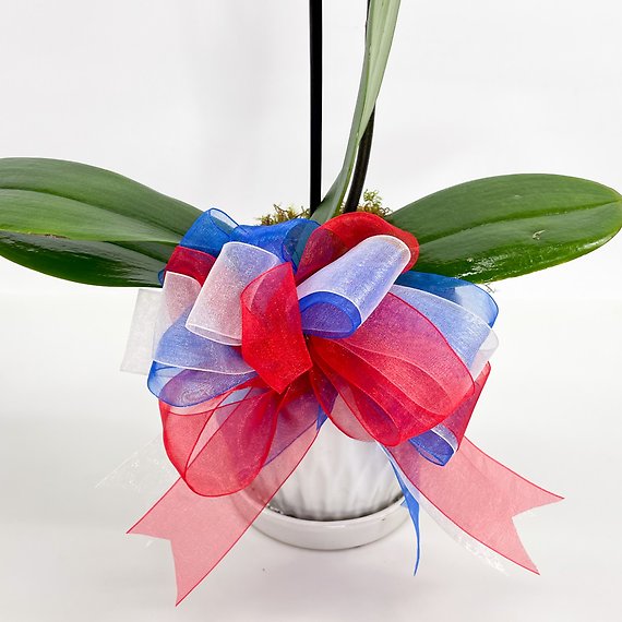 Patriotic Orchid Plant White