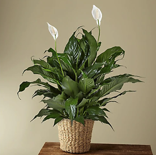 Peace lily Plant 10\"