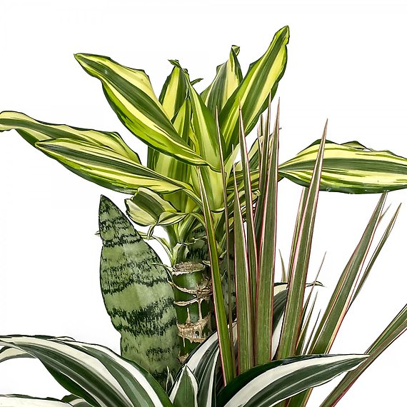 Mixed Dracaena Planter 6\"