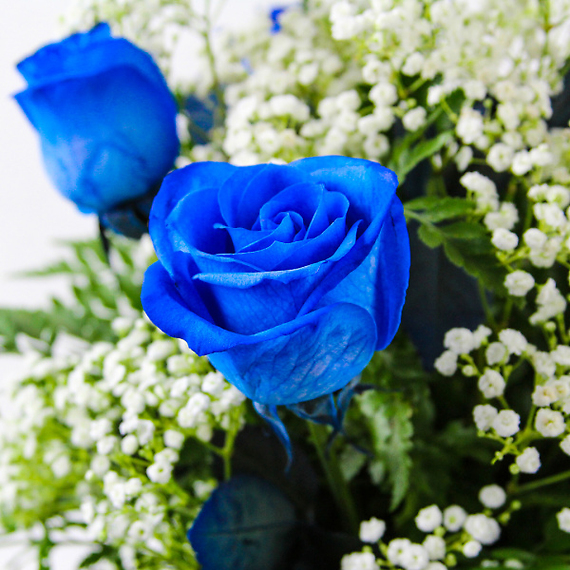 1 Dozen Roses Blue