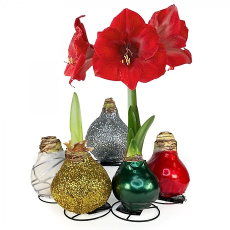 Waxed Amaryllis Bulb