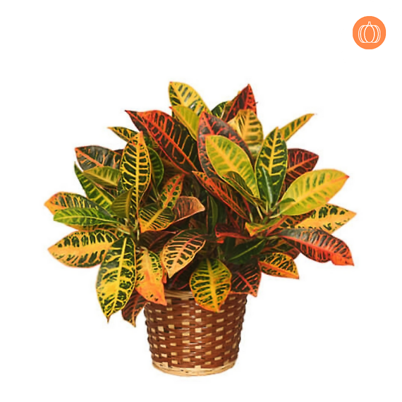 8\" Croton Plant