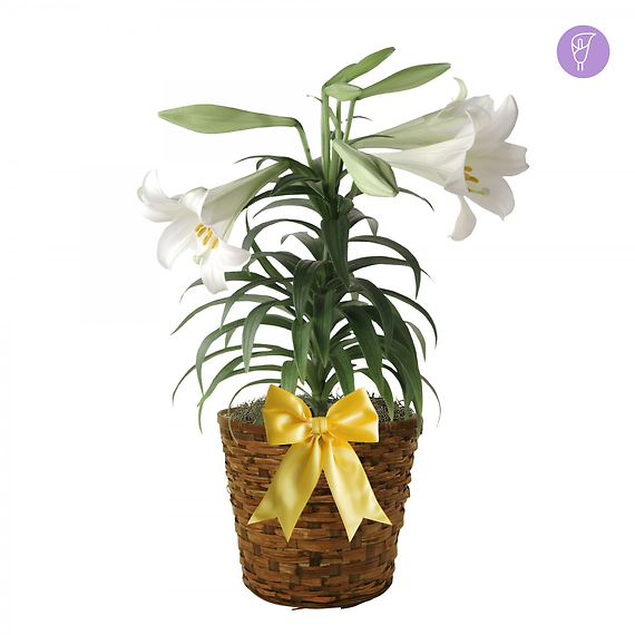 6\" Easter Lily