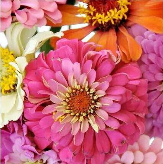 Zealous Zinnias