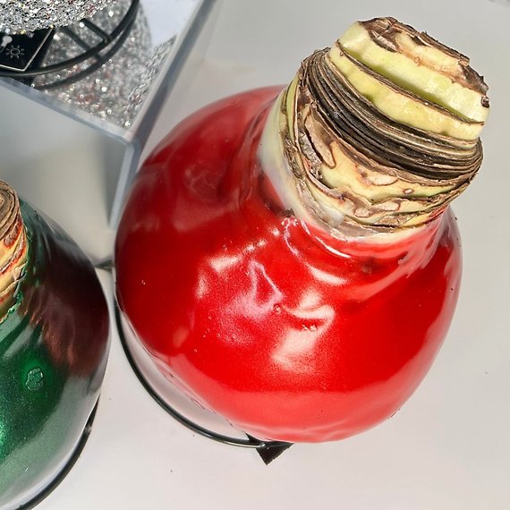 Waxed Amaryllis Bulb