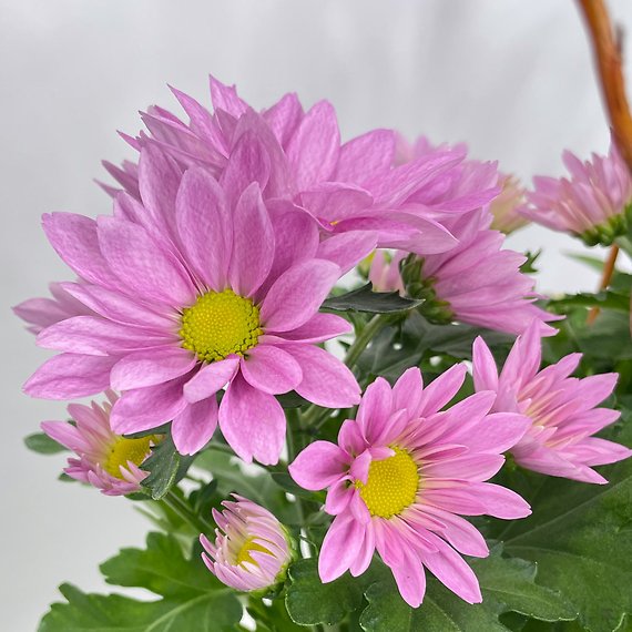 Easter Eggstravaganzer Planter
