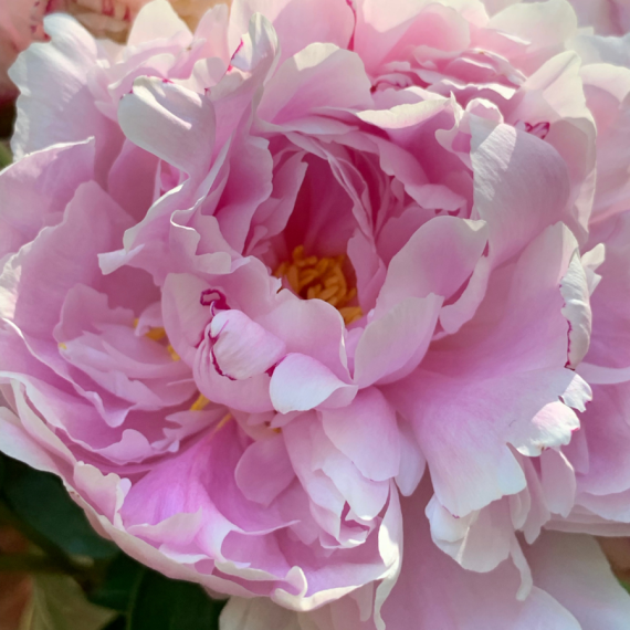 Polite Peony