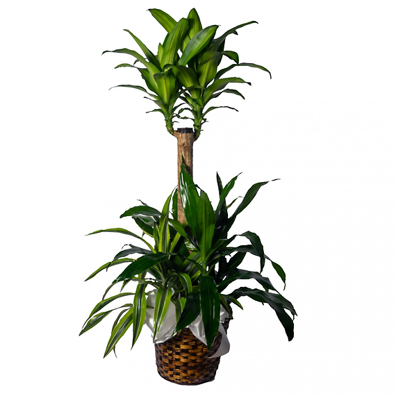 Sympathy Mixed Dracaena Planter 10\"