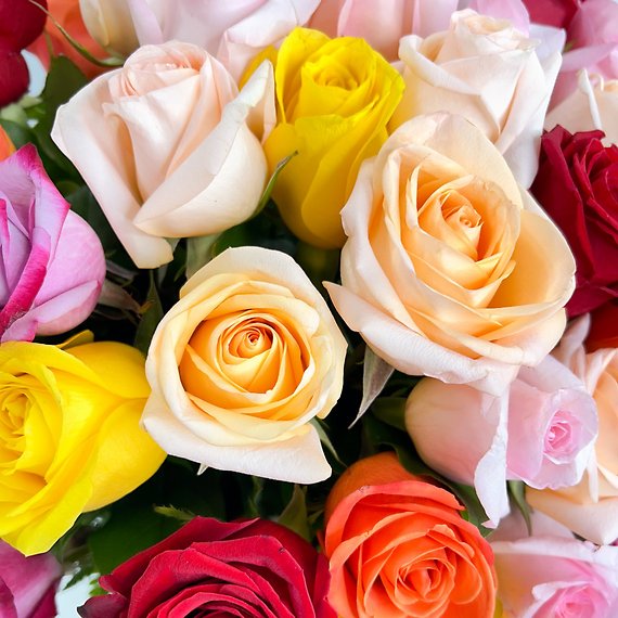 100 Kaleidoscope Roses