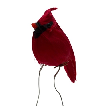 Red Cardinal