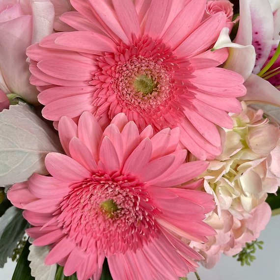 Pink Embrace
