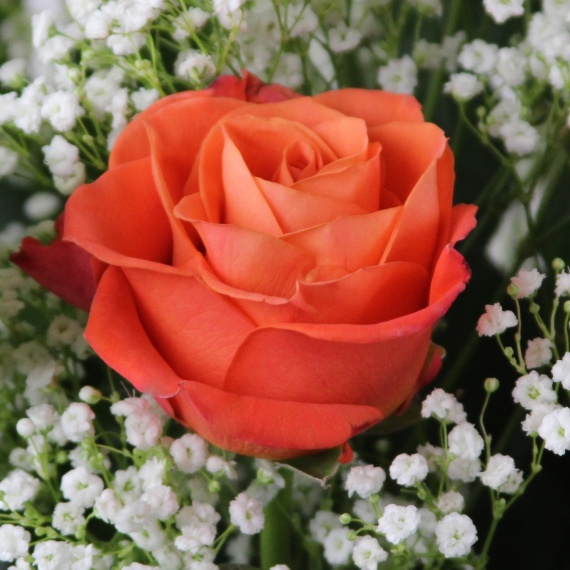 2 Dozen Roses Orange