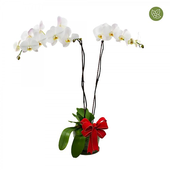 Holiday Orchid Plant Double Stem White