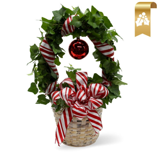 Ivy Hoop