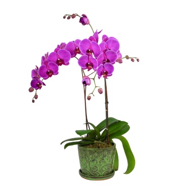 Sympathy Orchid Plant Double Stem Purple