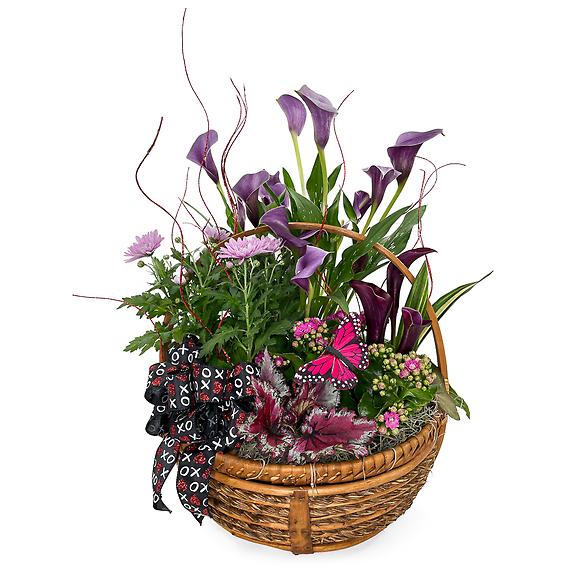 Valentine\'s Blooming Plant Garden