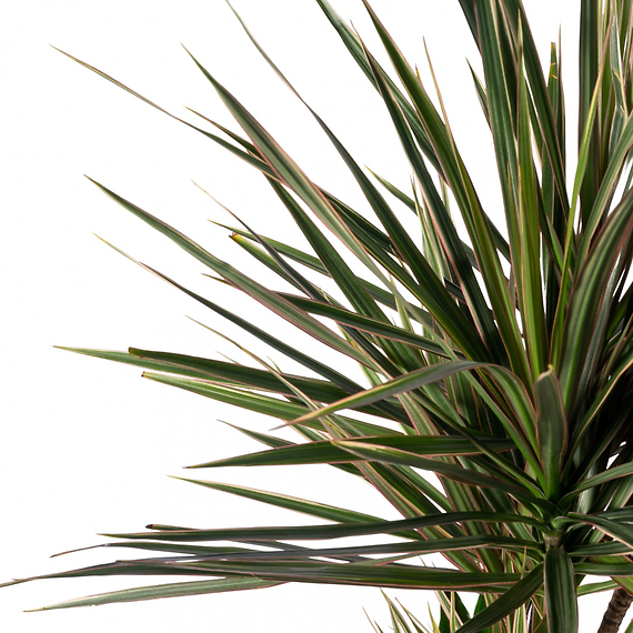 Mixed Dracaena Planter 8\"