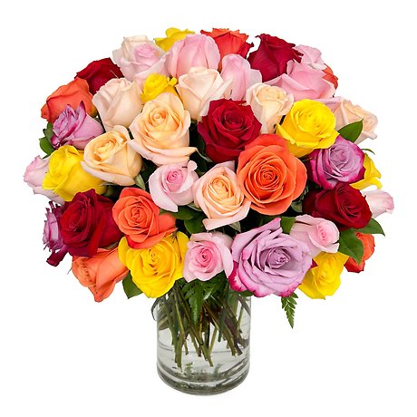 100 Kaleidoscope Roses