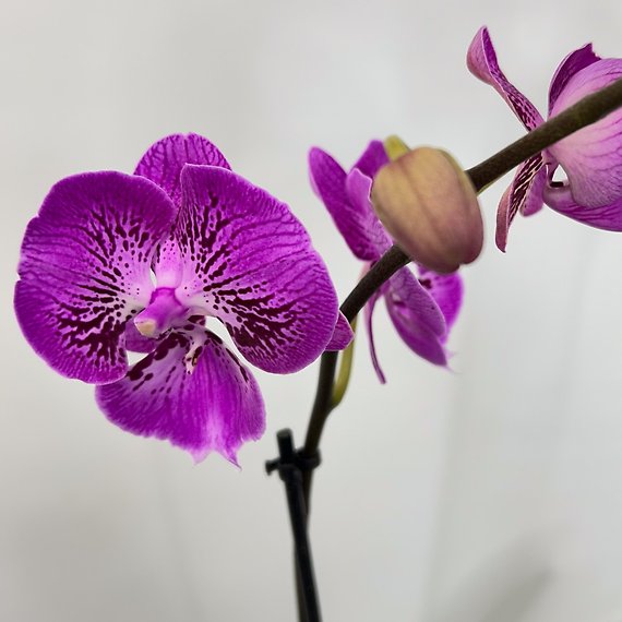Fall Orchid & Ivy