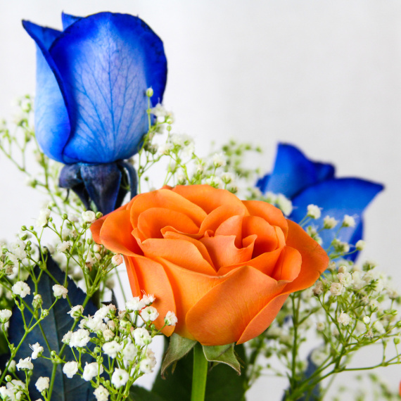 1 Dozen Roses Florida Gator Colors