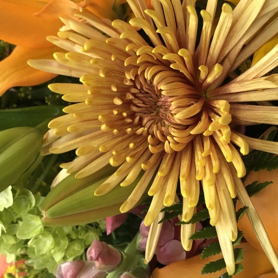 Sunflower Fields