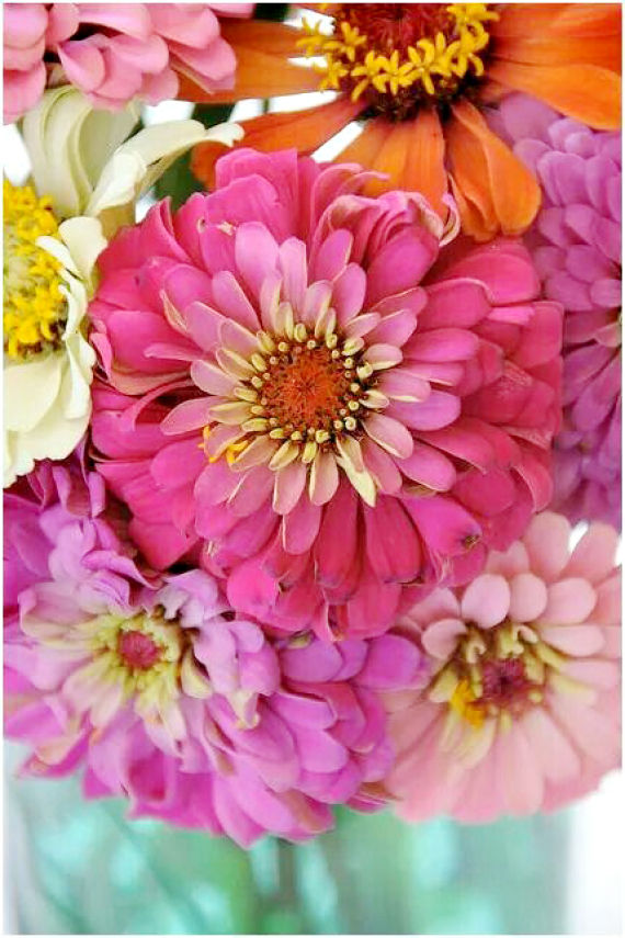 Zealous Zinnias