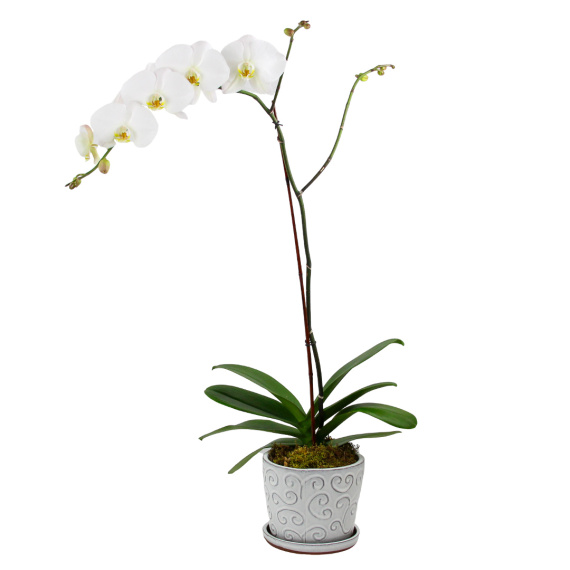 Sympathy Orchid Plant White