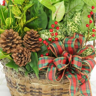 Christmas is Coming Basket Garden