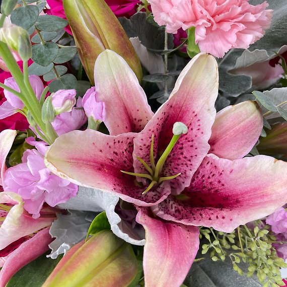 Pink Beauty
