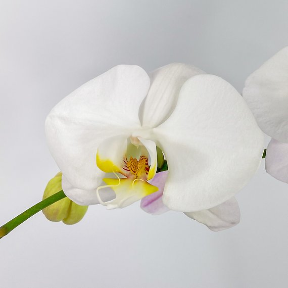 Patriotic Orchid Plant White