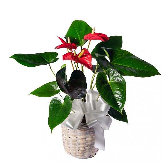 Anthurium Plant 6\"