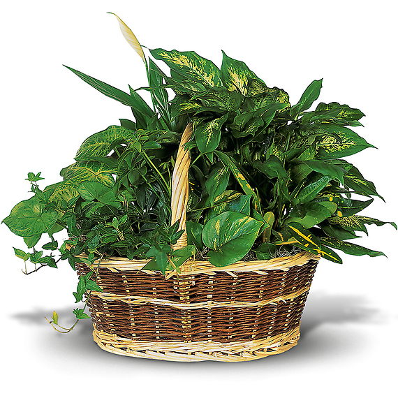 Large Basket Garden