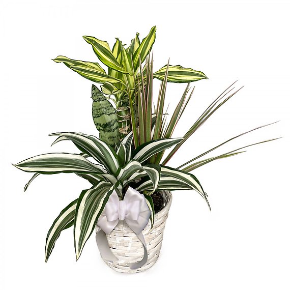 Mixed Dracaena Planter 6\"