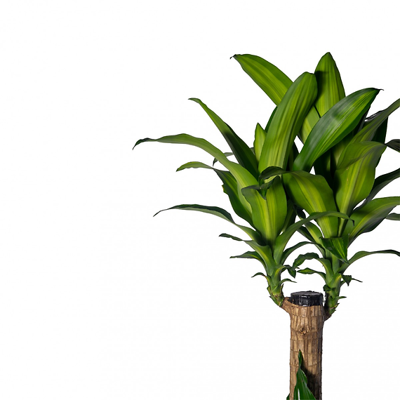 Sympathy Mixed Dracaena Planter 10\"