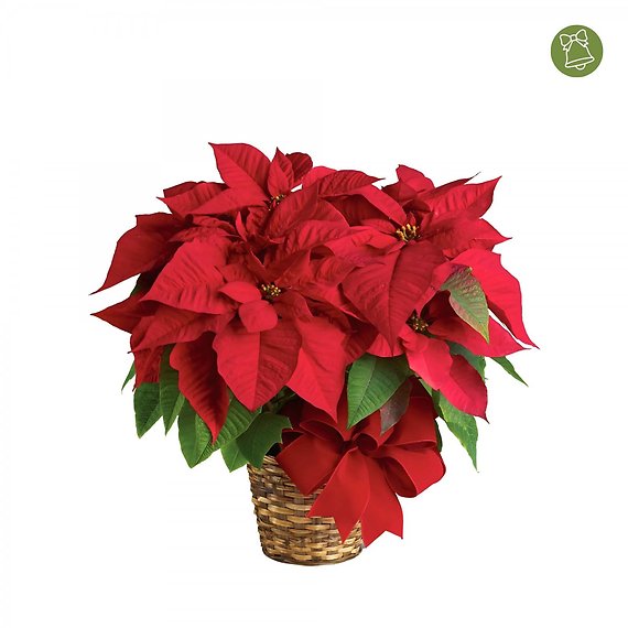 8\" Holiday Poinsettia