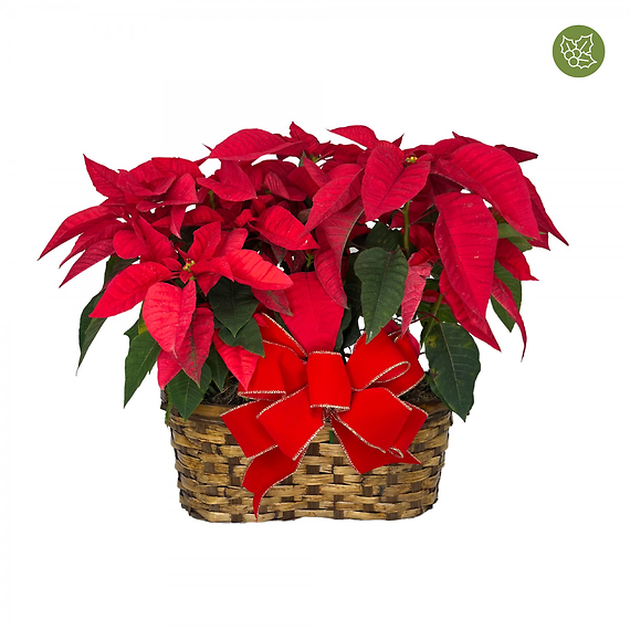 8\" Holiday Poinsettia