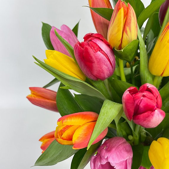 Tulip Garden