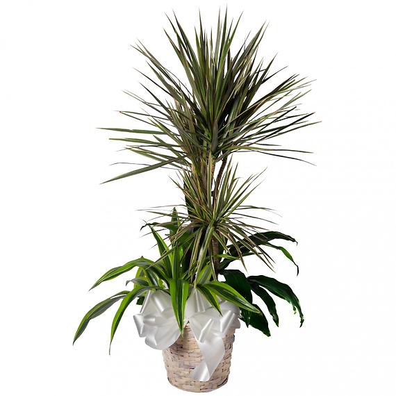 Sympathy Mixed Dracaena Planter 8\"