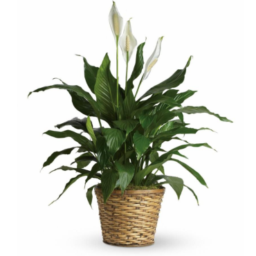 Peace Lily 10\"